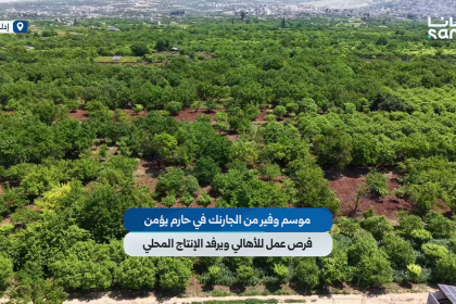 حقول حارم في إدلب تزدهر بإنتاج فاكهة الجارناك
